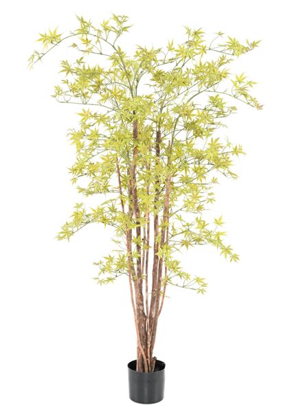 Aralia 160cm