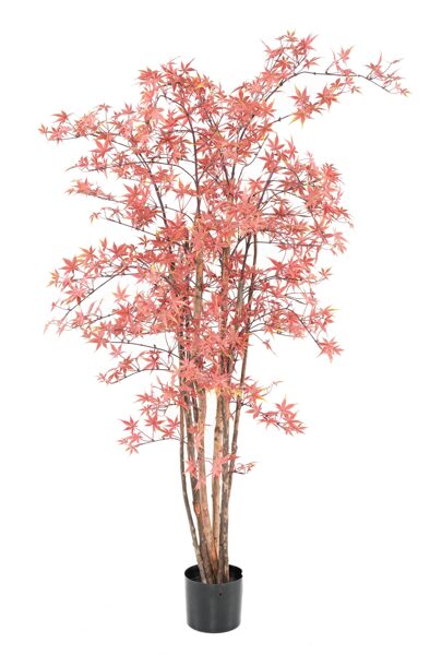 Aralia 180cm UV