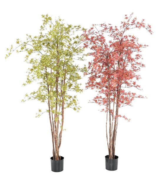 Aralia 210cm UV