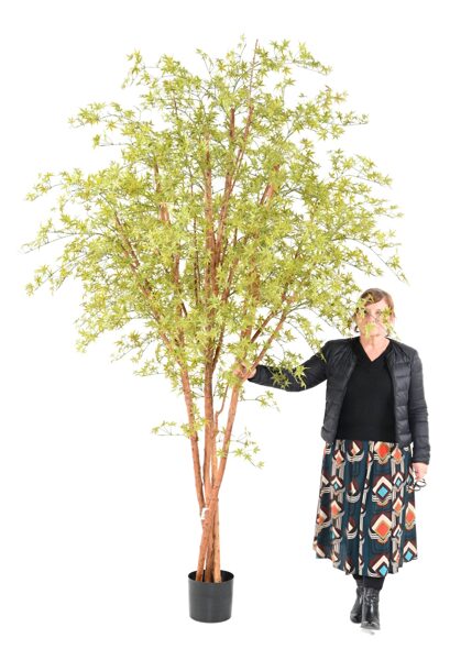 Aralia 270cm UV 