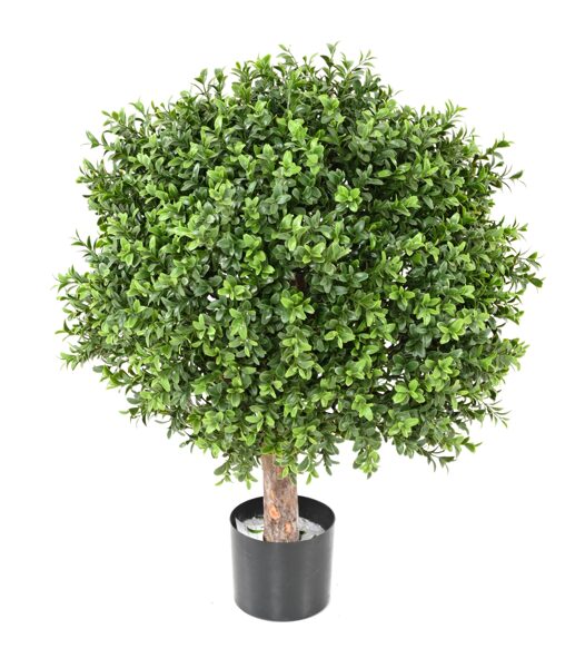 Gömb buxus