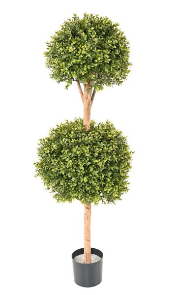 Dupla gömb buxus