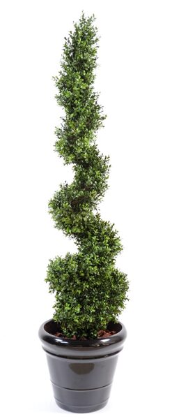 Spirál buxus