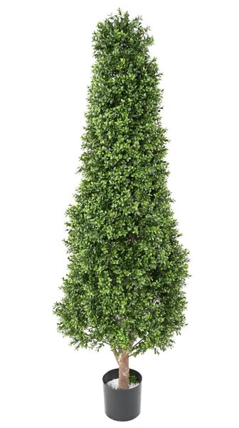 Buxus topiary