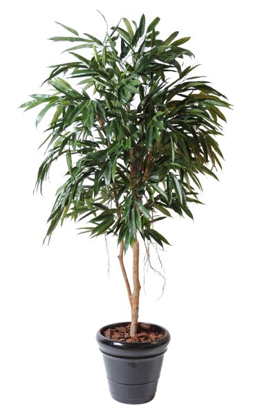 Ficus Alii bush royal