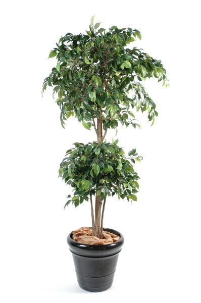 Ficus double ball