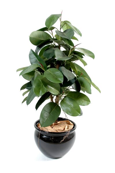 Ficus elastica rubber