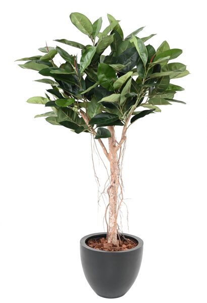 Ficus elastica  Tete rubber