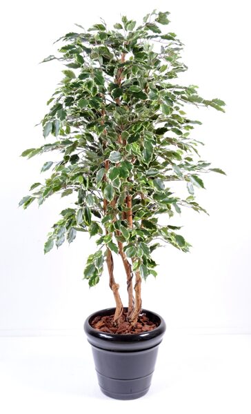 Ficus Exotica 