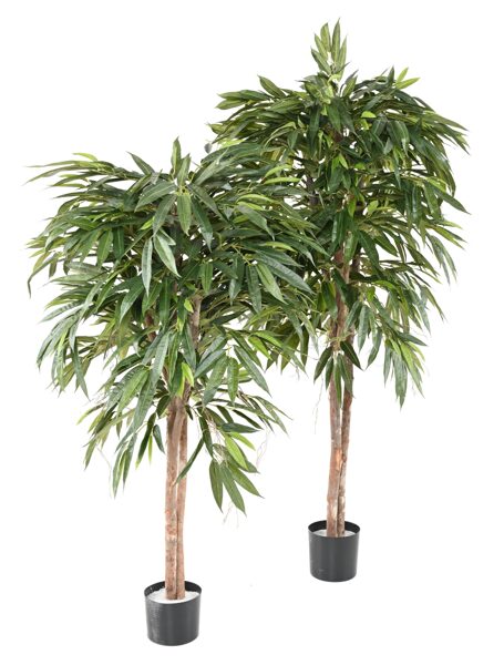 Ficus Longifolia