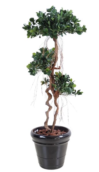 Ficus panda