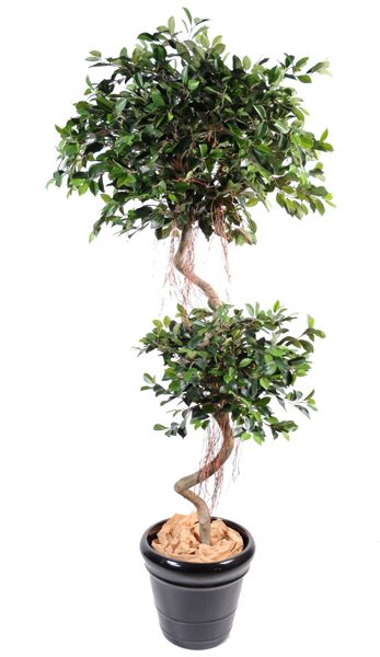 Ficus spiral 2 balls