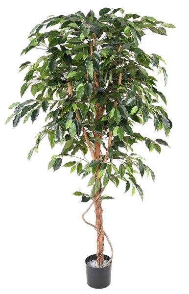 Ficus tree trunk green