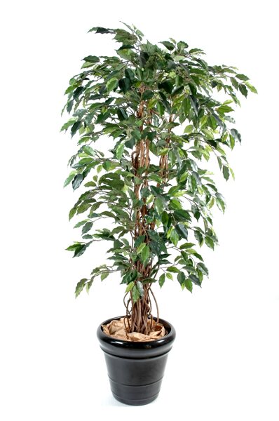 Ficus lianas green