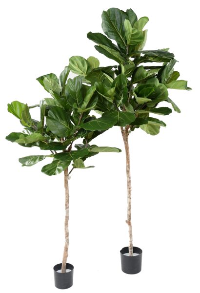 Ficus Lyrata